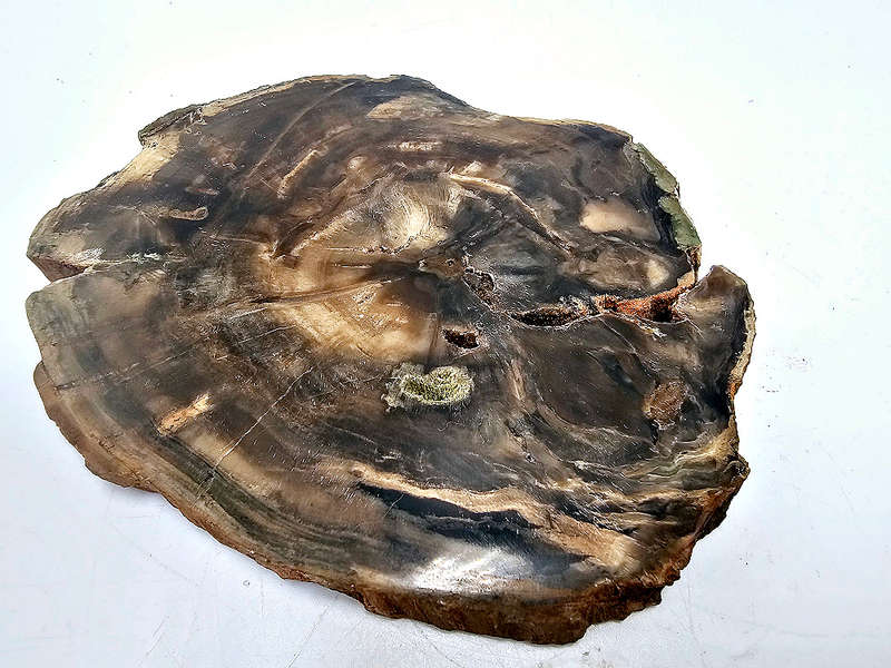 Petrified Wood Slice A (292g)