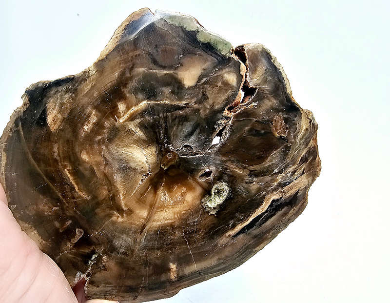 Petrified Wood Slice A (292g)