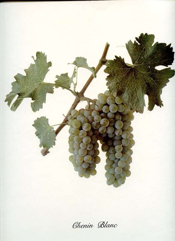 The Great Wine Grapes and the Wines They Make