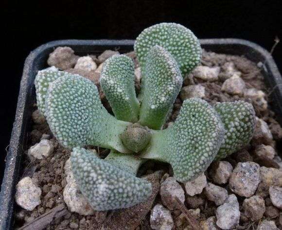 Image result for aloinopsis villetii