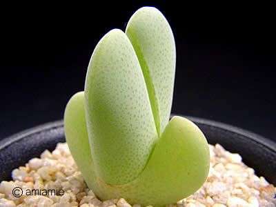 Image result for cheiridopsis pillansii