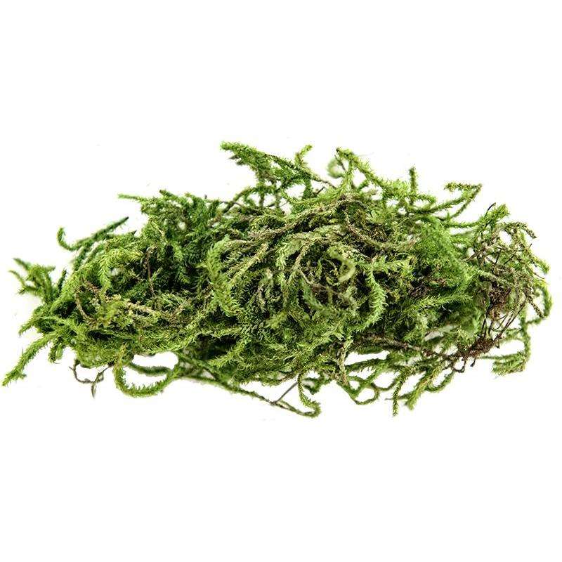 Magic Earth Water Green Moss (Sphagnum Moss) 2L