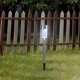 Solar garden Light