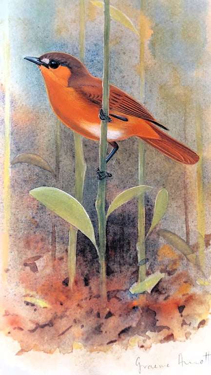 Robins of Africa - Terry Oatley & Graeme Arnott