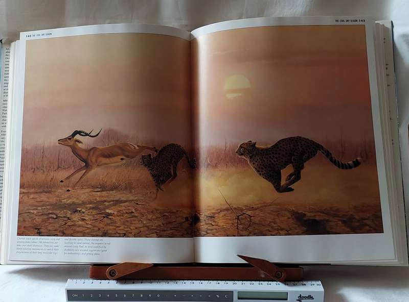 African Seasons - Wildlife at the Waterhole (Signed by the artist) Craig Bone