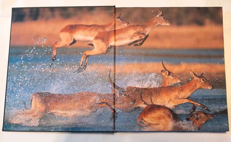 Mombo - Okavango's Place of Plenty - Mike Myers, Penny Hoets Grant Woodrow