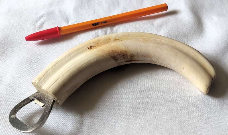 Warthog tusk bottle opener