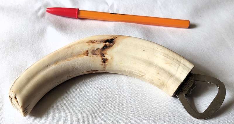 Warthog tusk bottle opener