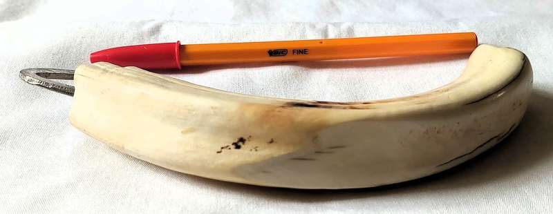 Warthog tusk bottle opener