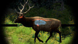 The possible target areas on an elk seen while using a scope in 'Cabela's Big Game Hunter 2010'
