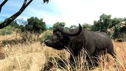 An in-game view of a cape water buffalo in 'Cabela's Big Game Hunter 2010'