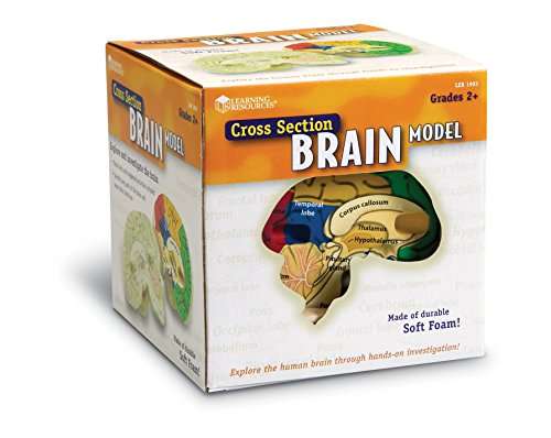 Learning Resources Cross-section Brain Model