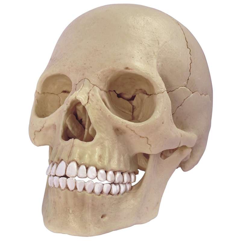 4D Master 26086 Human Anatomy Exploded Skull Model 3D Puzzle One Color