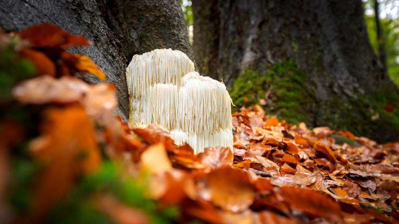 9 Health Benefits of Lion's Mane Mushroom (Plus Side Effects)