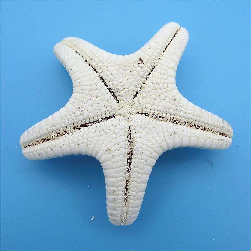5pcs/lots Crafts White Bread Sea Shell Starfish, Fashion Handicrafts
