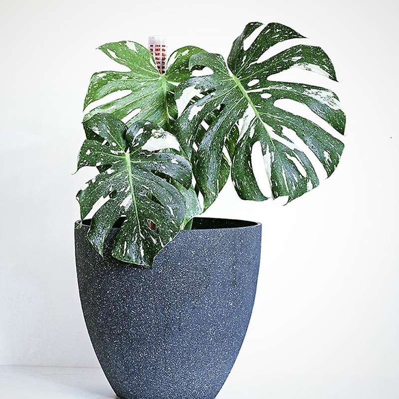 Climbing Plant Pole Plant Growing Support Coconut Palm Stick, S