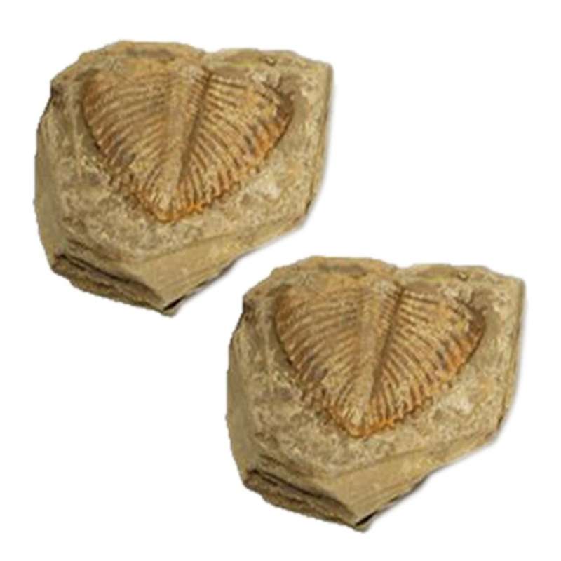 1 Pc Natural Trilobite Tail Fossil Ancient Fossils Teaching Specimens