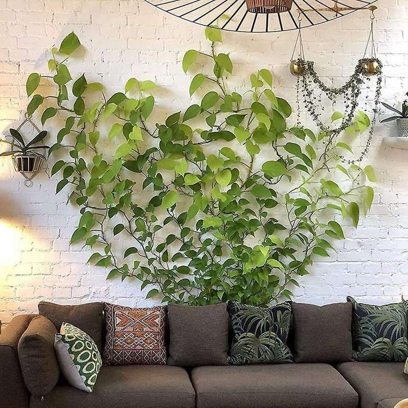 100pcs Plant Climbing Wall Fixture Clip, for Plant Vines Traction