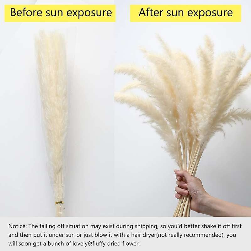 21.65 Inch Dried Pampas Grass 30 Pcs, Natural Home Decor & Perfect