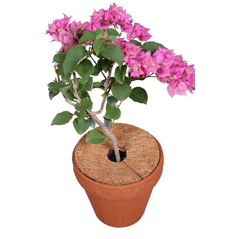 6pcs Natural Coco Coir Fiber Tree Mulch Ring Protector Mat 20cm
