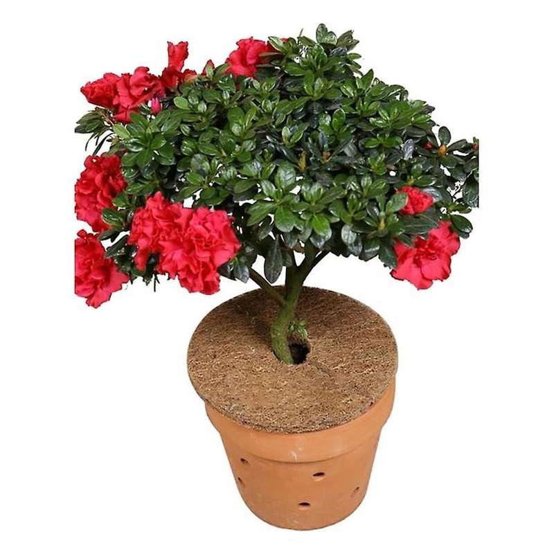 6pcs Natural Coco Coir Fiber Tree Mulch Ring Protector Mat 20cm