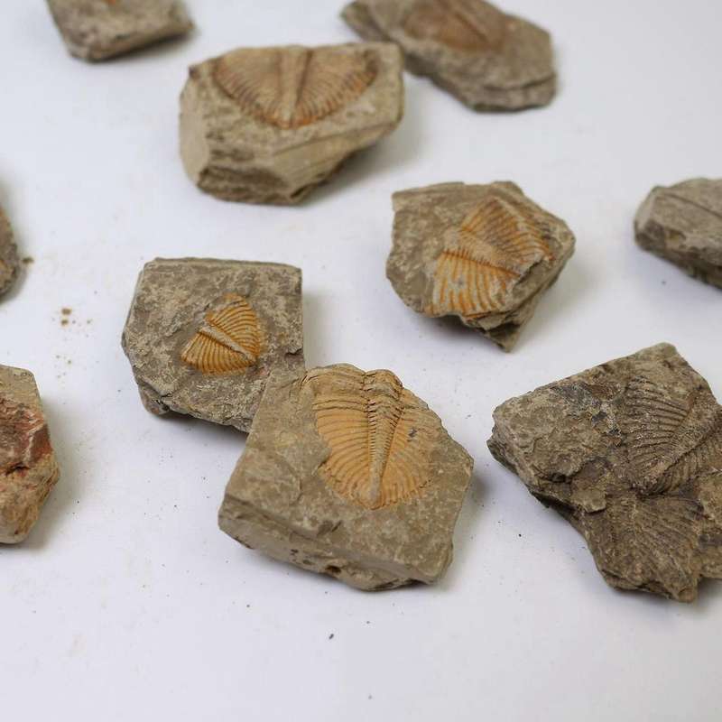 3 Pc Natural Trilobite Tail Fossil Ancient Fossils Teaching Specimens