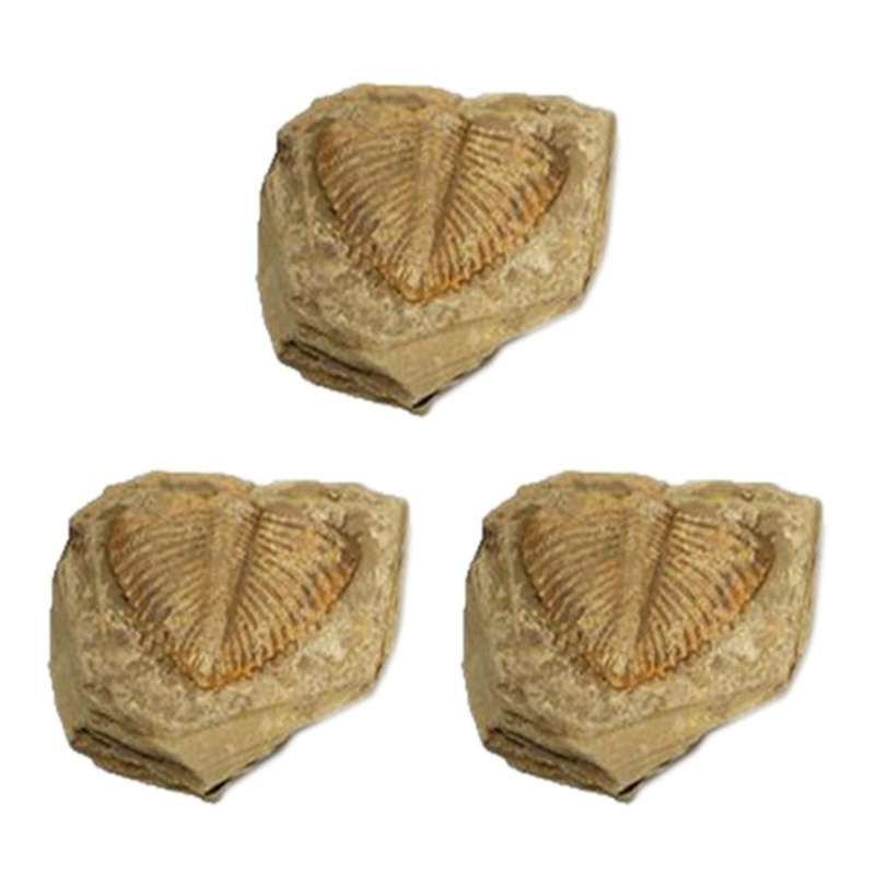 3 Pc Natural Trilobite Tail Fossil Ancient Fossils Teaching Specimens
