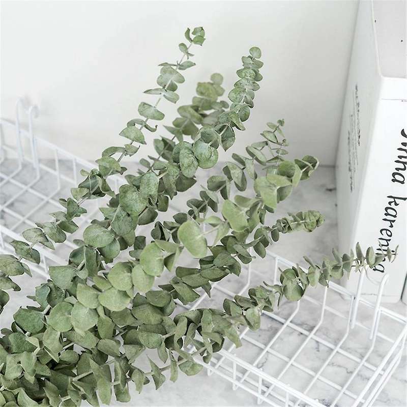 20pcs Natural Eucalyptus for Leaves Dried Flower Decorations Diy
