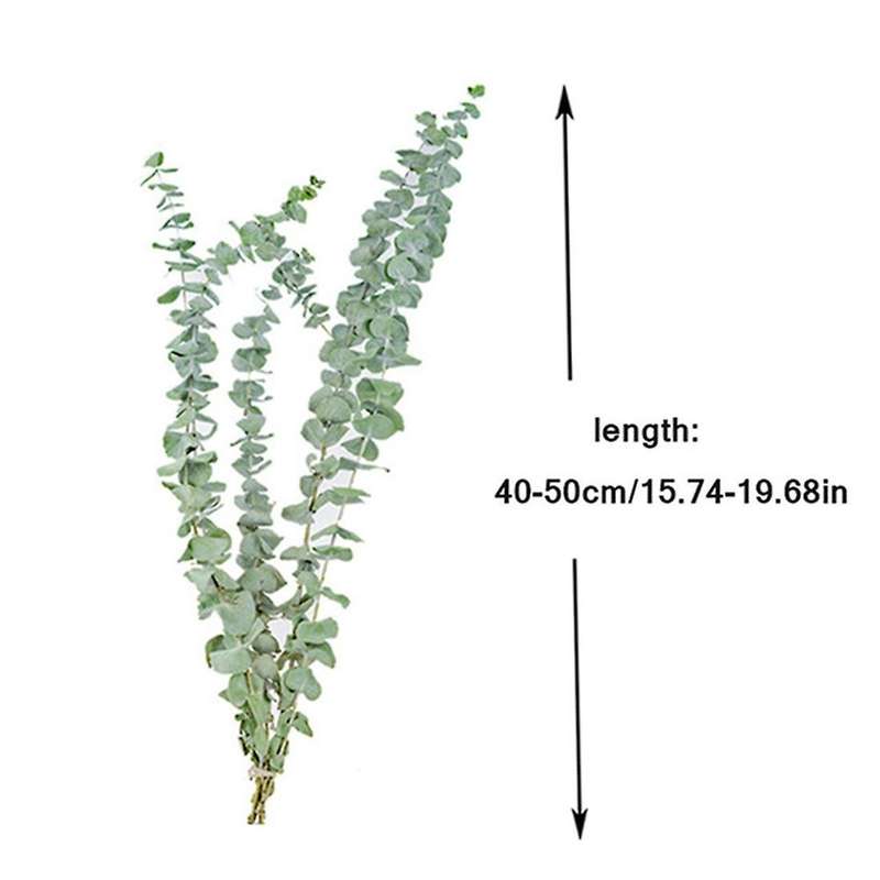 20pcs Natural Eucalyptus for Leaves Dried Flower Decorations Diy