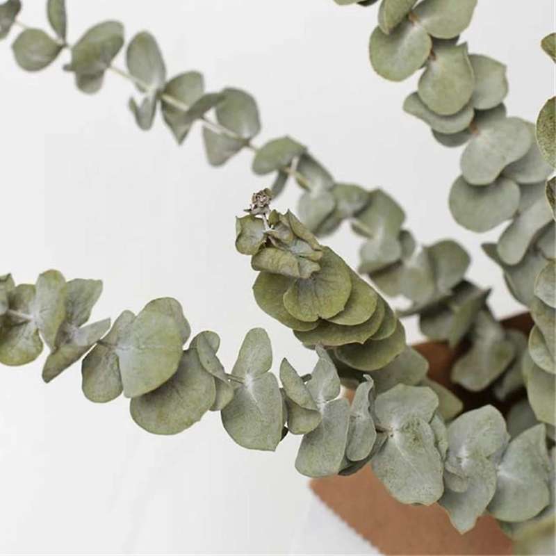 20pcs Natural Eucalyptus for Leaves Dried Flower Decorations Diy