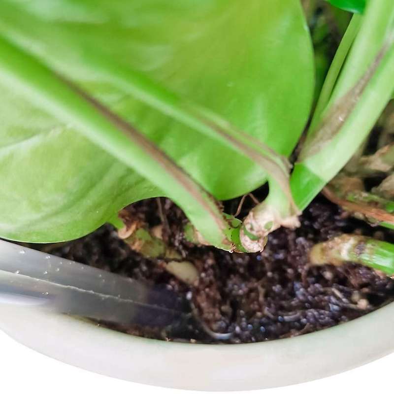 Plant Watering Bulbs,6 Pack Plastic Self-watering Globes,for Plants