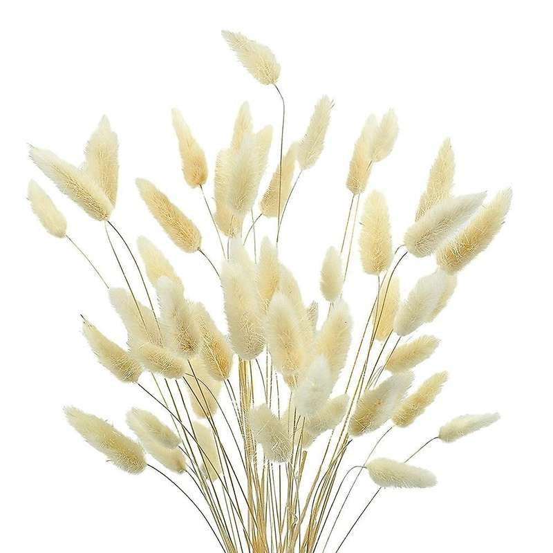 50pcs Rabbit's Tail Grass,17inch Dried Pampas Grass for Home (white)