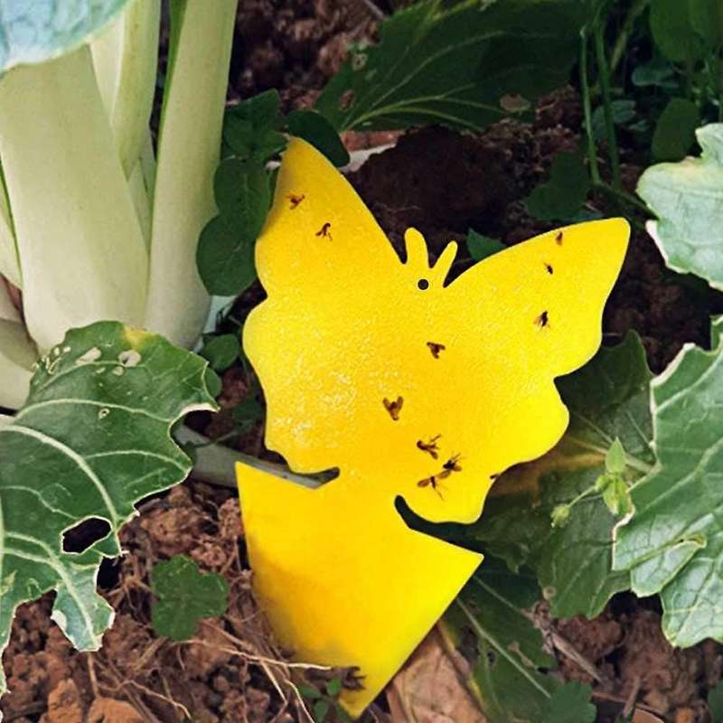 20pcs Sticky Trap,fruit Fly and Gnat Trap Yellow Sticky Bug Traps