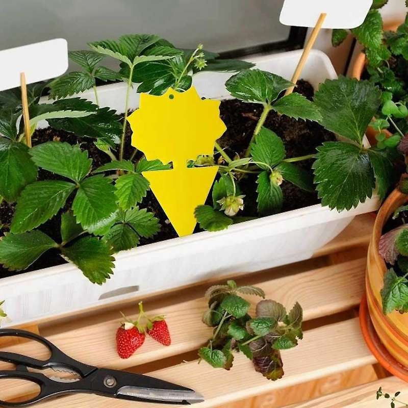 20pcs Sticky Trap,fruit Fly and Gnat Trap Yellow Sticky Bug Traps
