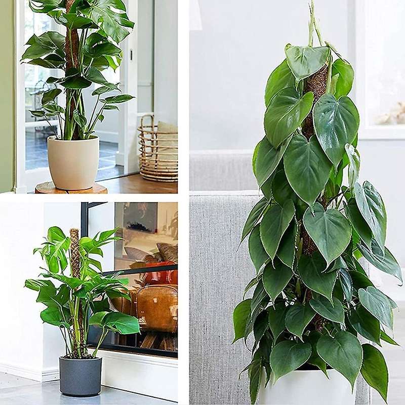 2 Pcs Plant Climbing Stand for Climbing Indoor Plants to Grow Upward