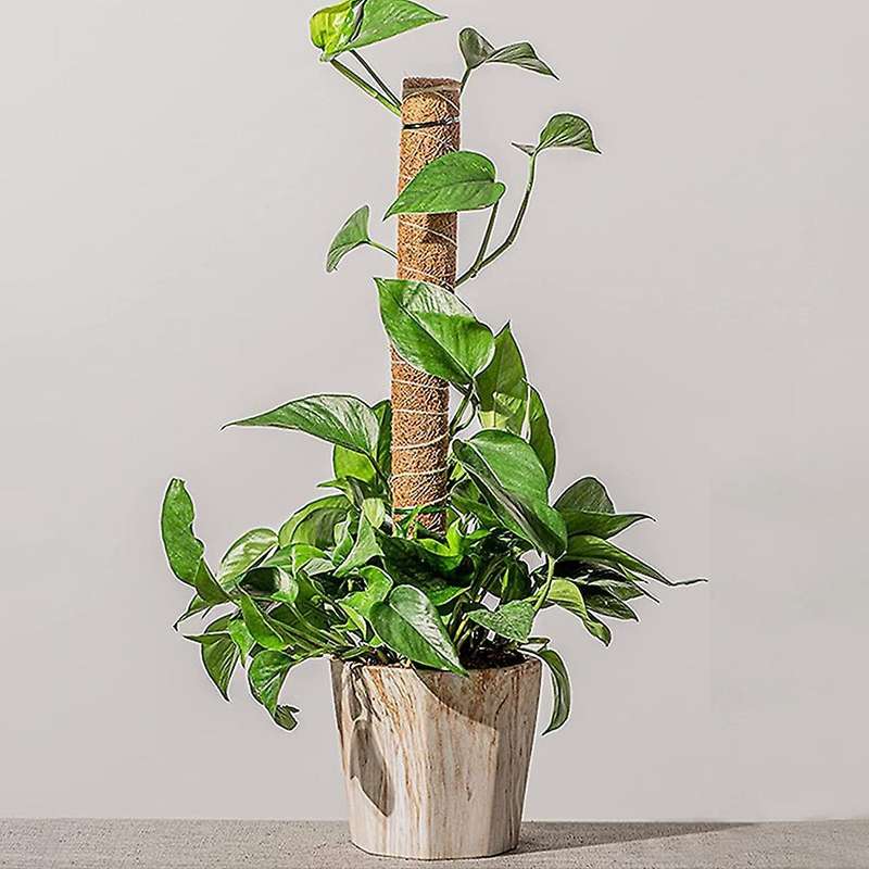 2 Pcs Plant Climbing Stand for Climbing Indoor Plants to Grow Upward