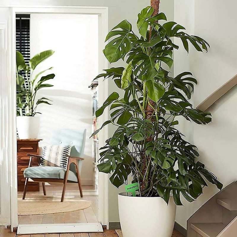 2 Pcs Plant Climbing Stand for Climbing Indoor Plants to Grow Upward