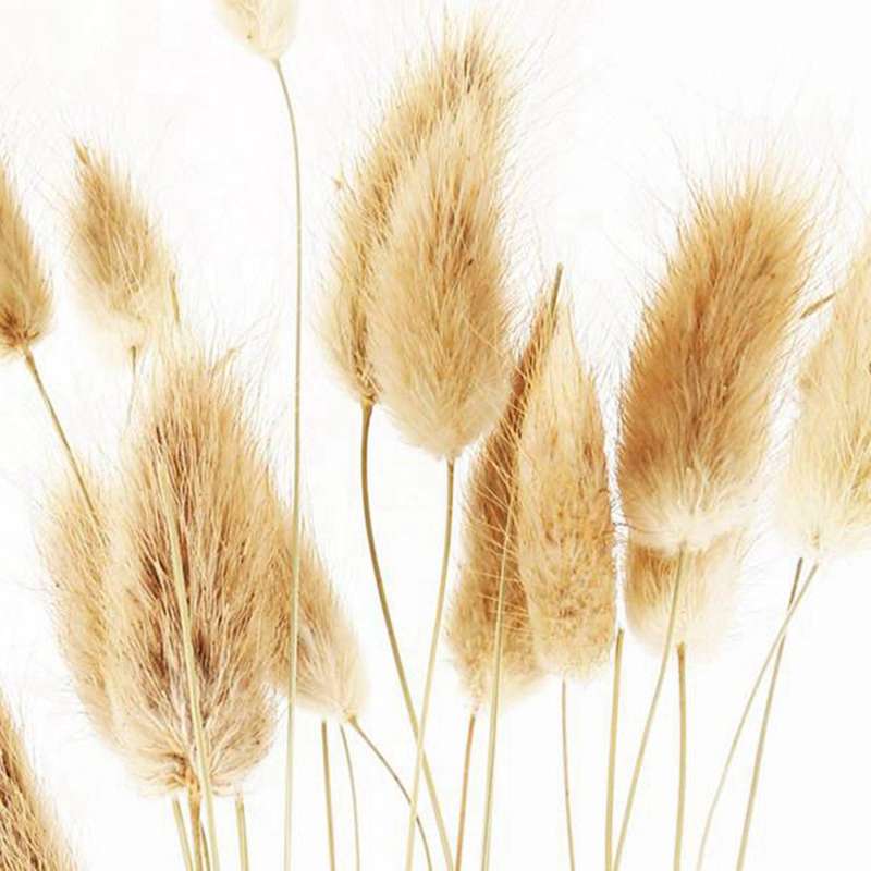 50pcs Natural Raw Color Dried Flowers Real Flower Bouquet