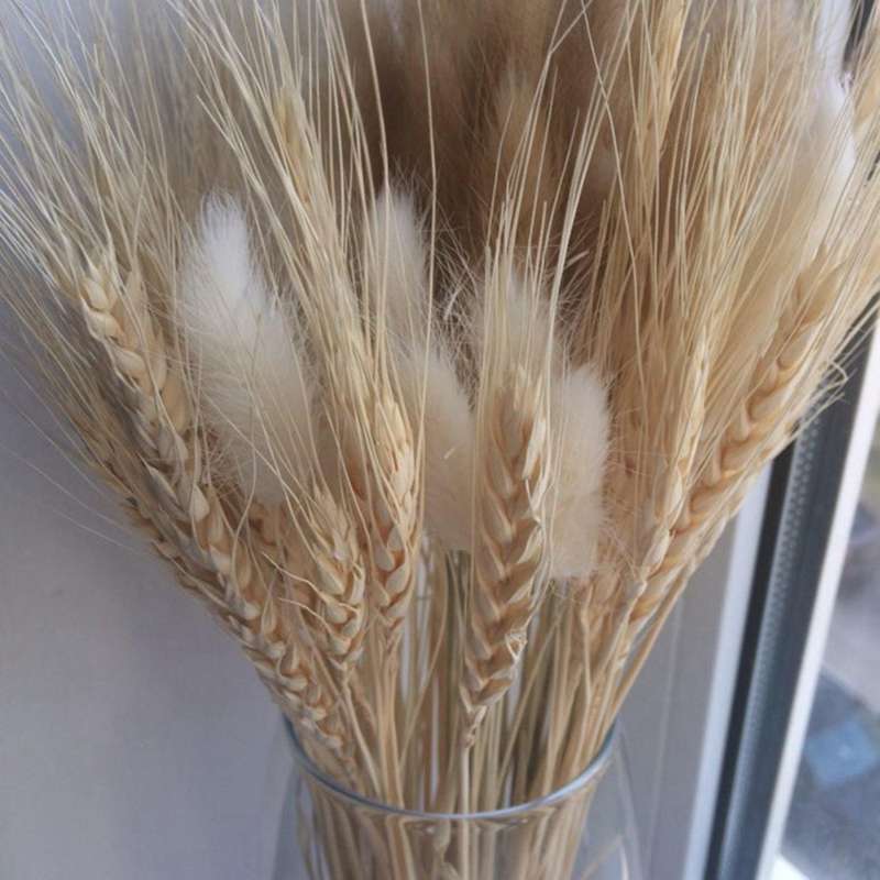 50 Pcs Wheat Ear Flower Natural Dried Flowers for Wedding Party Decor