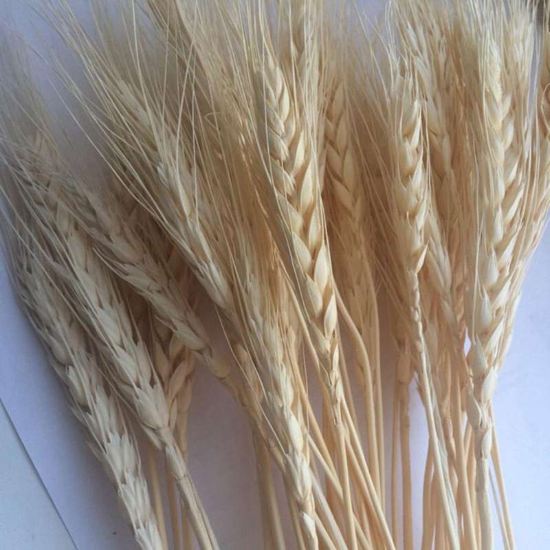 50 Pcs Wheat Ear Flower Natural Dried Flowers for Wedding Party Decor