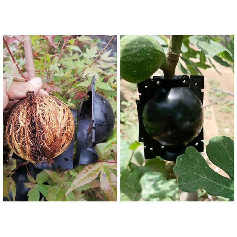 6pcs Black Plant Box Tree Compression Branch Propagation Bulb Rooting