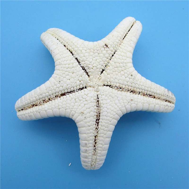 10pcs/lots Crafts White Bread Sea Shell Starfish, Fashion Handicrafts