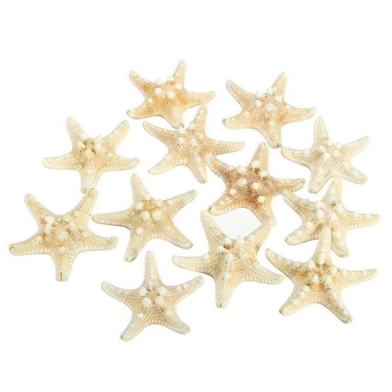 10pcs/lots Crafts White Bread Sea Shell Starfish, Fashion Handicrafts
