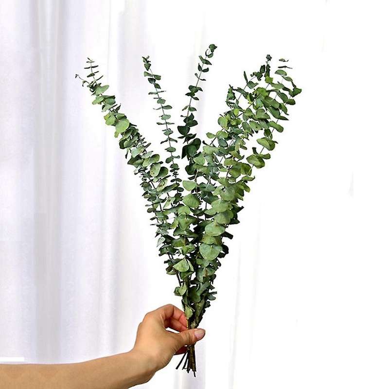 10pcs Real Natural Eucalyptus Leaves Dried Flower Wedding Decorate