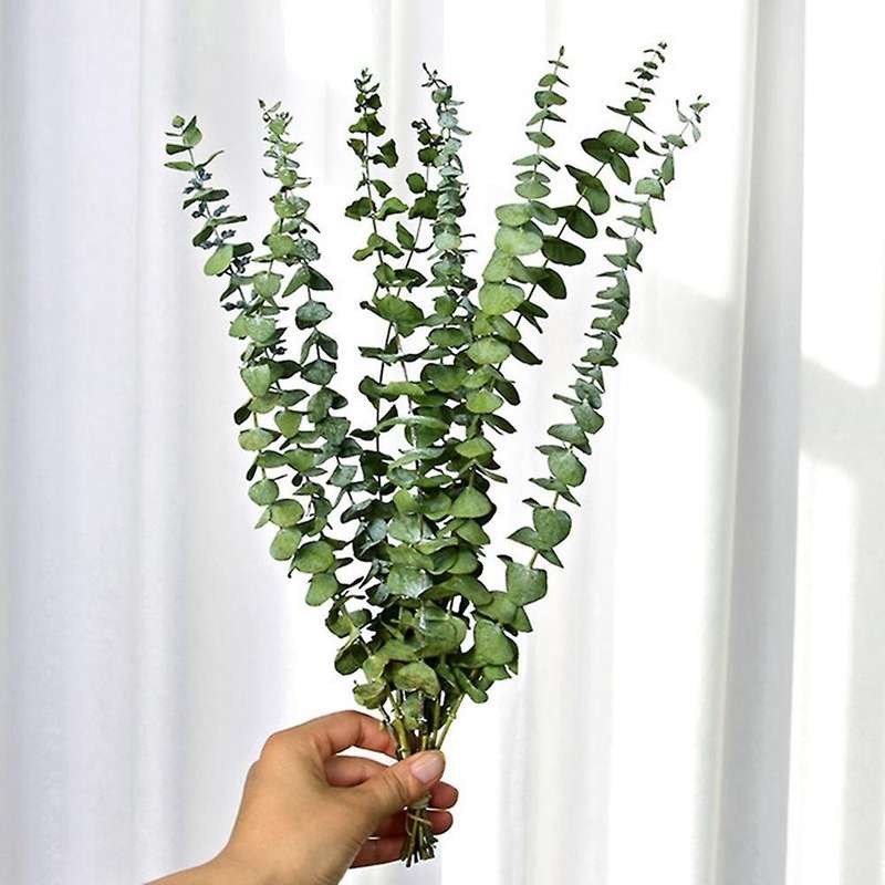 10pcs Real Natural Eucalyptus Leaves Dried Flower Wedding Decorate