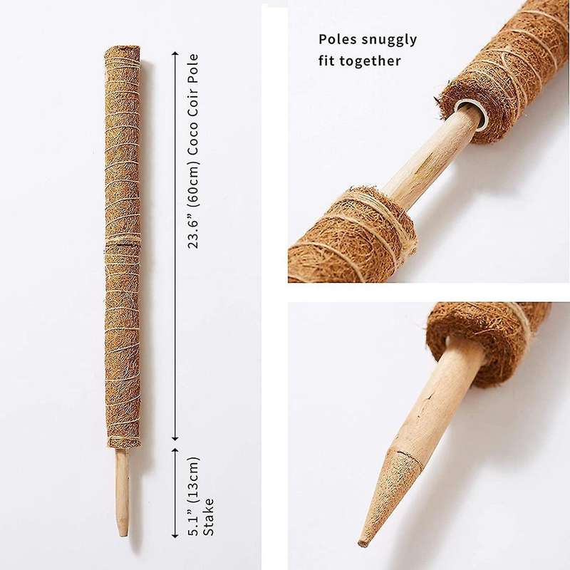 2 Coconut Palm Sticks-support The Forward Growth Of Indoor Plants