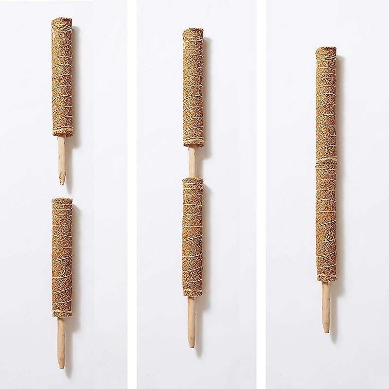 2 Coconut Palm Sticks-support The Forward Growth Of Indoor Plants