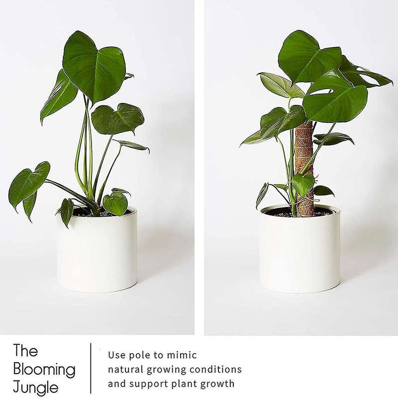 2 Coconut Palm Sticks-support The Forward Growth Of Indoor Plants