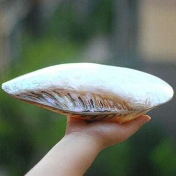 Natural Conch Shell Coral Pearl Mussel Clam Double-sided Large Home Tank Decorations 26-28cm