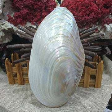 Natural Conch Shell Coral Pearl Mussel Clam Double-sided Large Home Tank Decorations 26-28cm